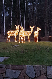 Julbelysning i form av fyra rådjur på en gräsmatta