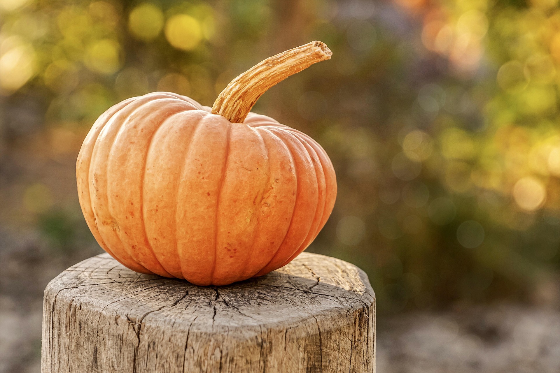 Orange pumpa på en stubbe