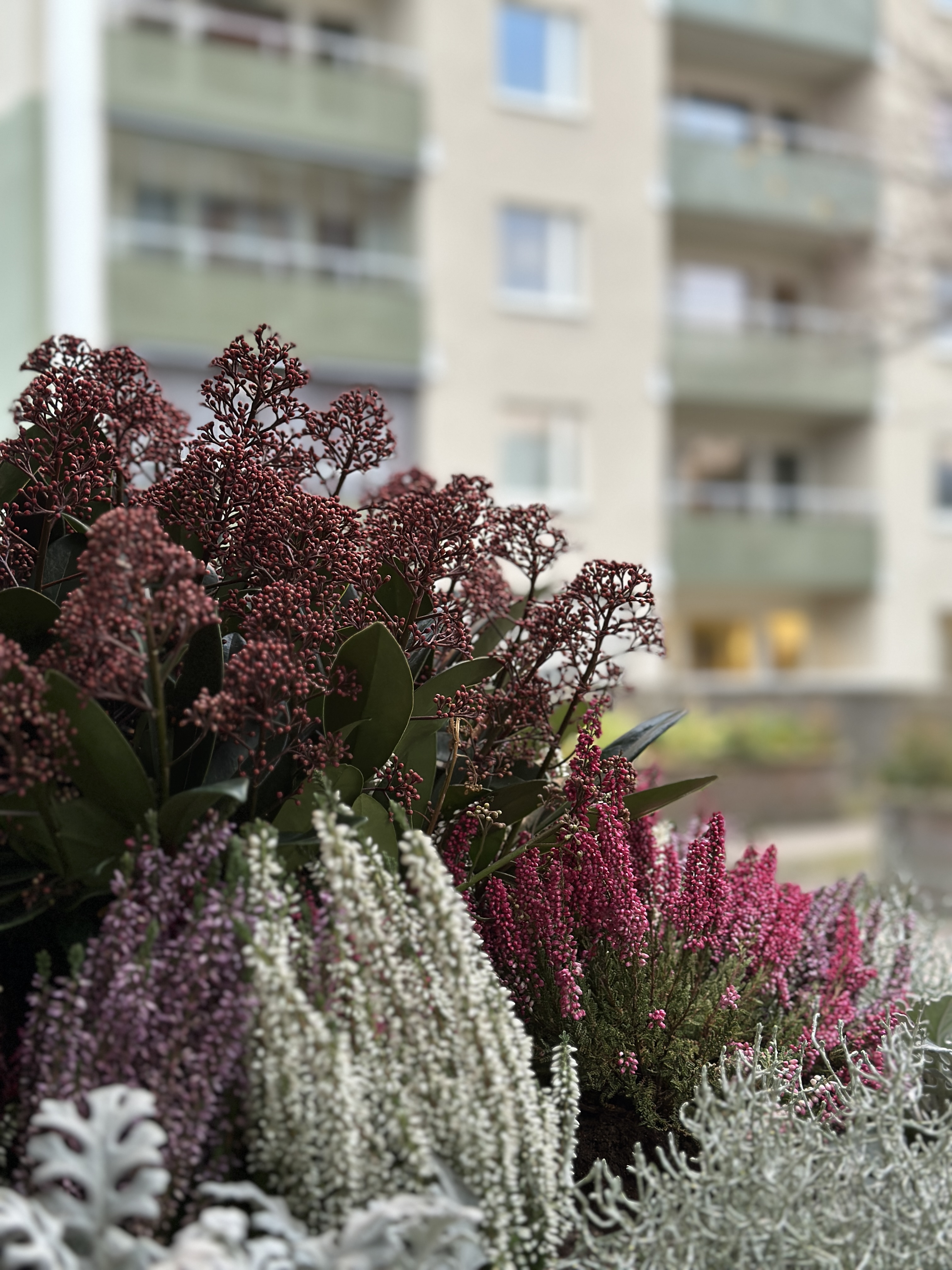 Höstblommor i en kruka. I bakgrunden skymtar ett vitt hus.