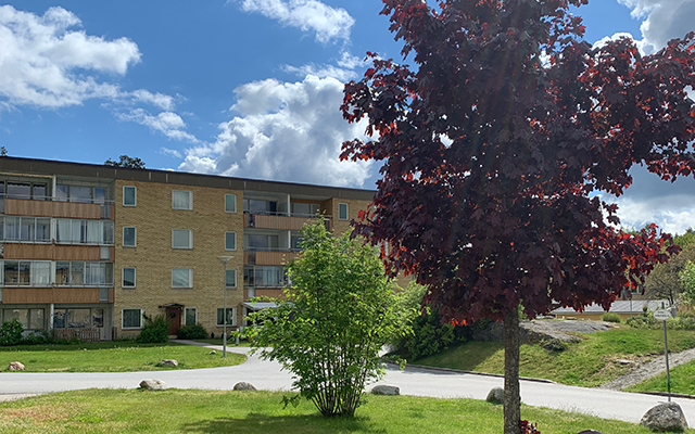 Ett träd med röda löv framför ett gult tegelhus