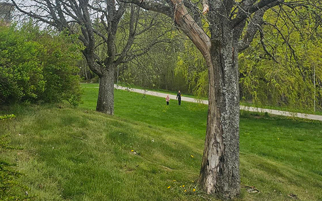 Två träd på en gräsmatta