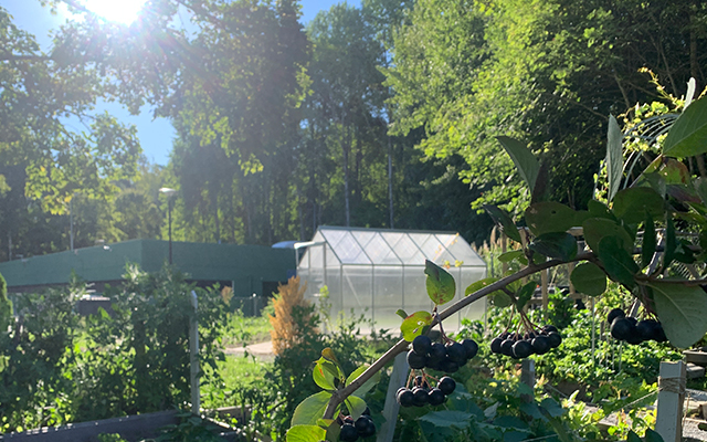 Växthus på kolonilott i Alby