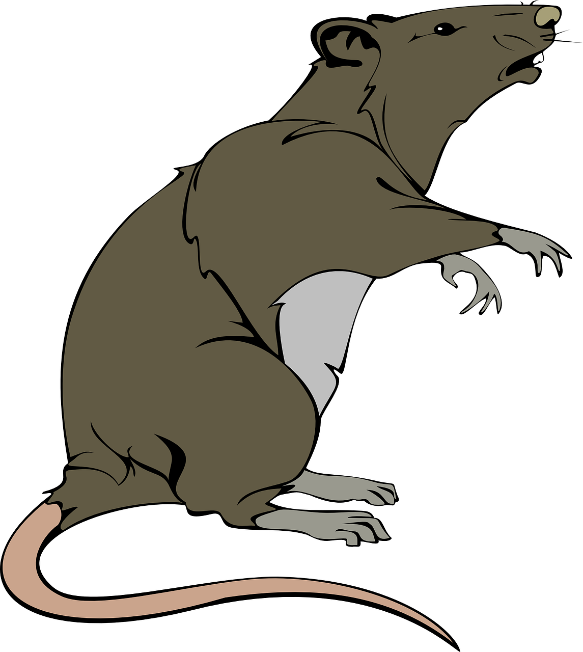 rat-295035_1280
